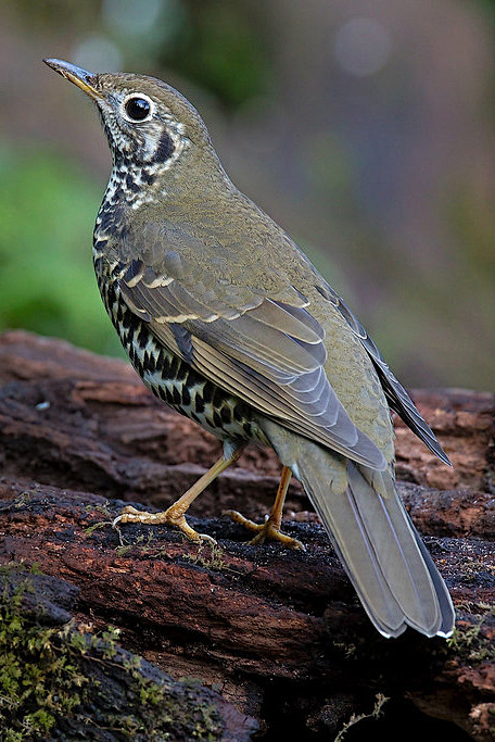 雀形目鸫科地鸫属长尾地鸫