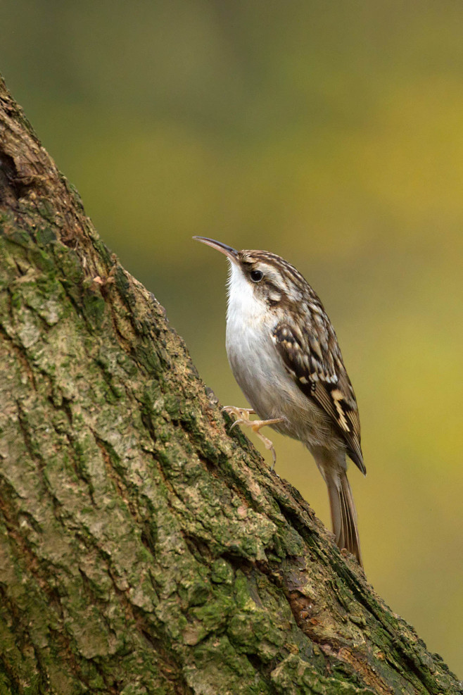 短趾旋木雀certhiabrachydactyla雀形目旋木雀科旋木雀属
