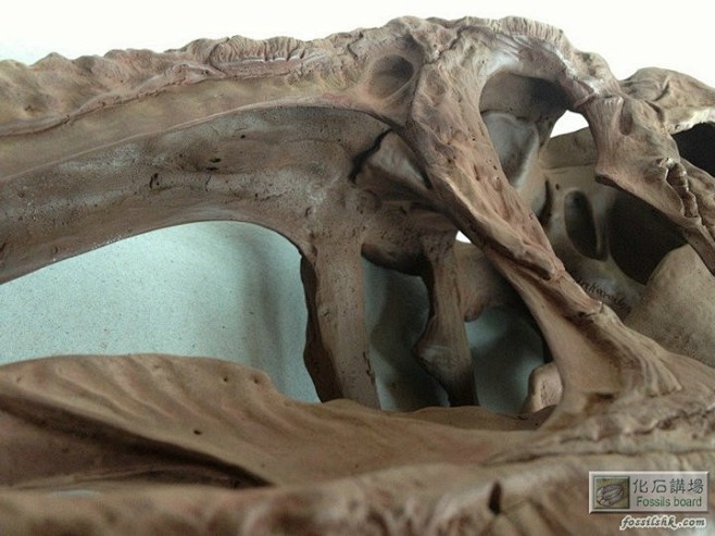 鲨齿龙化石完整度图片