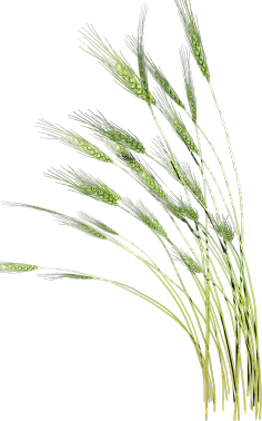 Leaf大小姐采集到绿色植物+花鸟
