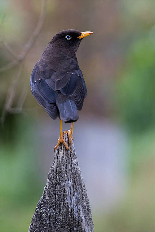 雀形目鸫科鸫属乌鸲鸫