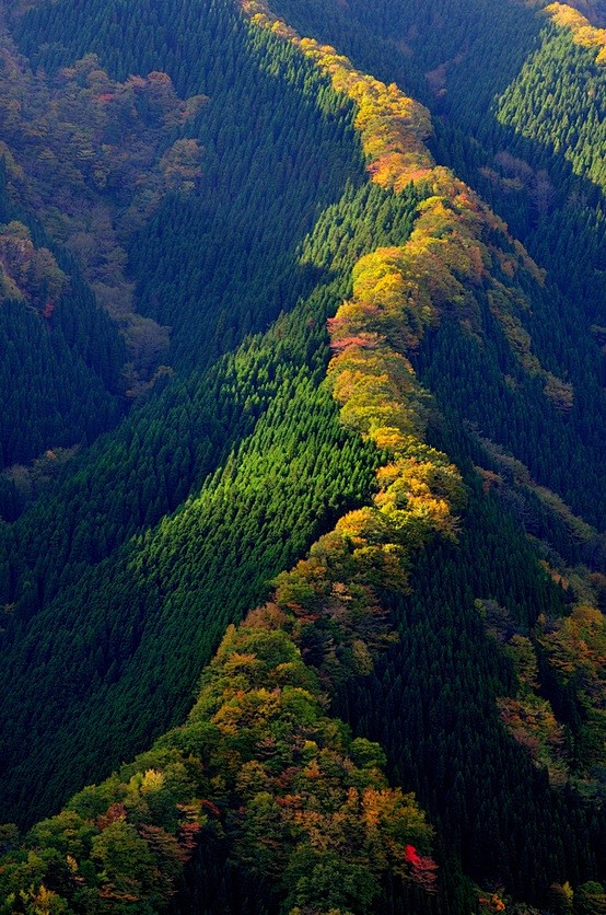 Namego Valley Nara 天川村から行者還岳の東側へ抜けると ナメゴ谷 龍が天に昇っていくような紅葉