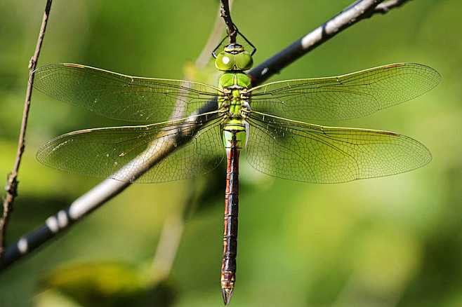 昆虫的翅膀是怎样进化来的?化石证据表明,.