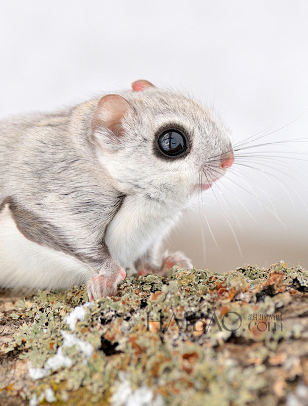图可爱的西伯利亚鼯鼠来报到会卖萌会滑翔水汪汪大眼还有迷人眼线爱钻