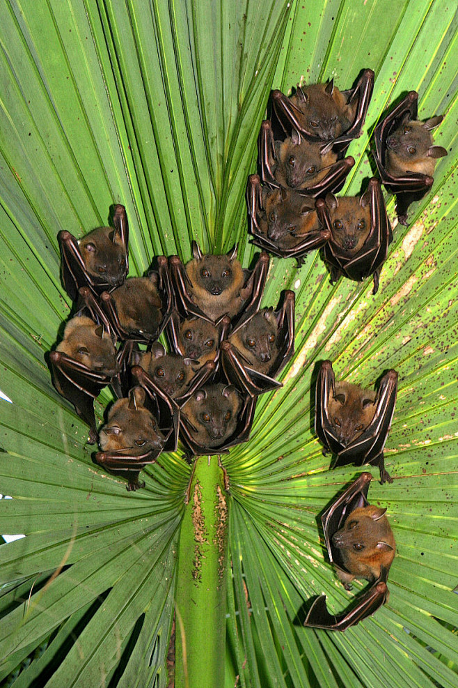 翼手目狐蝠科短蝠果蝠