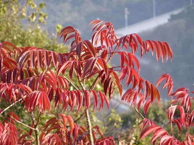 22:00:23野漆/漆树科/漆属园林植物黄万意同采自image