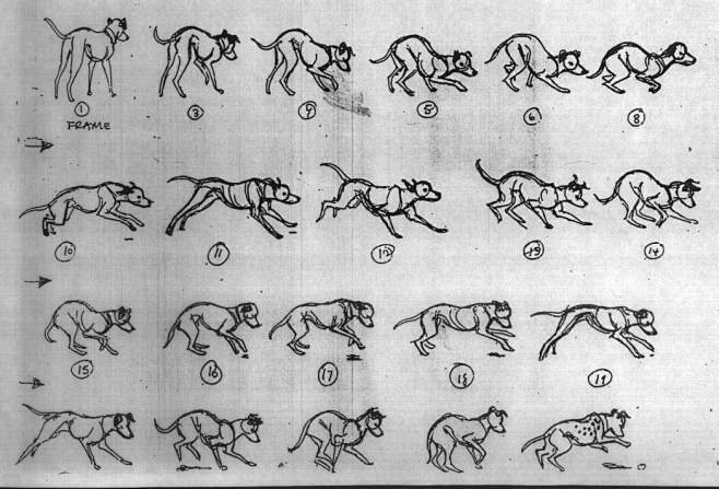 基础教程之一四条腿动物的运动规律火星社区中国领先的数字艺术社区
