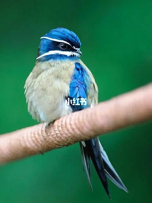 罕见漂亮的小鸟枝头欢唱迎新年辞旧迎新新向而行