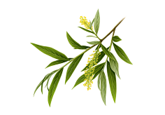取个昵称好难吖采集到植物/水果/花