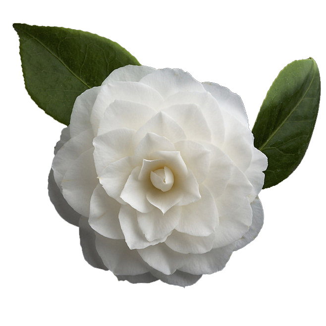 山茶花朵带叶子 Png无需构图