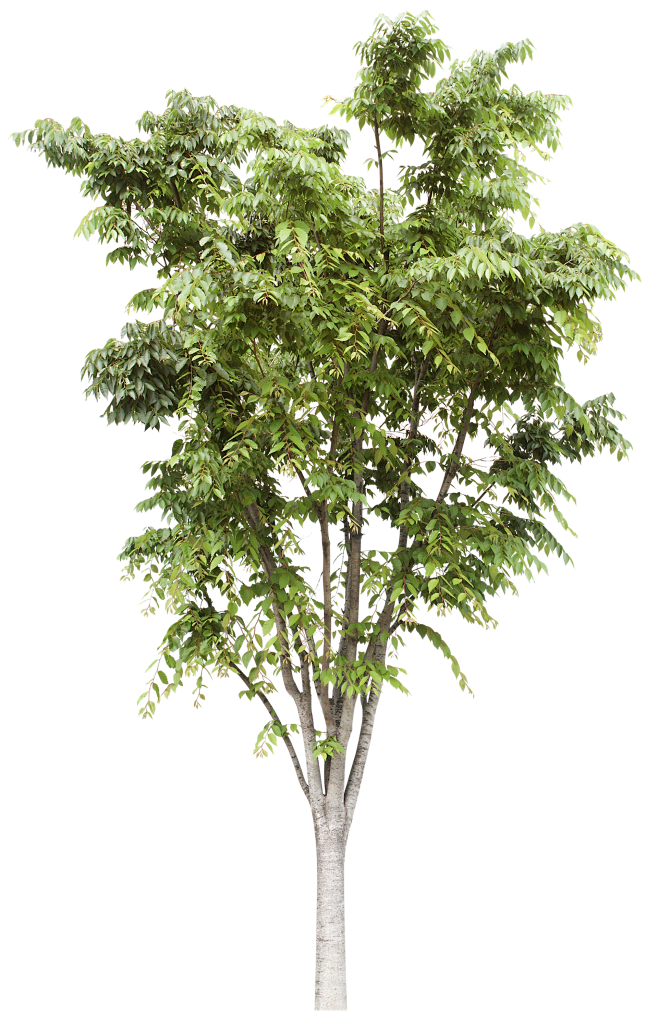 16:50:36树木s-【设计素材】 水果 植物fafacute该采集也在以下画板