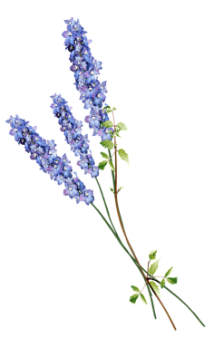 __葉○采集到花草