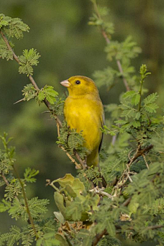 雀形目·雀科·雀属:阿拉伯金麻雀