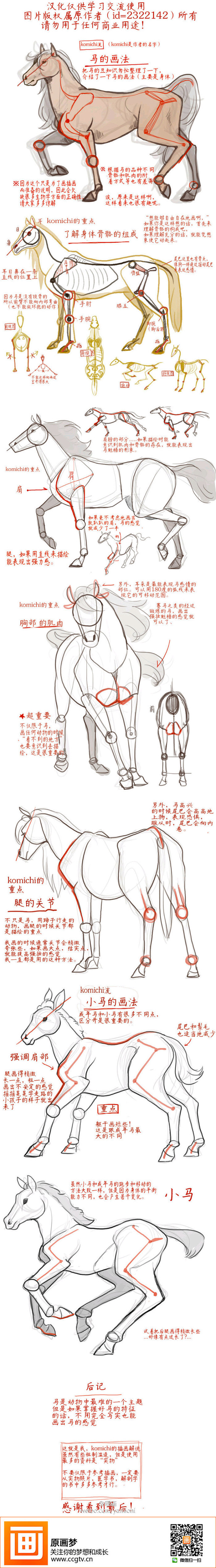 马身体结构示意图图片