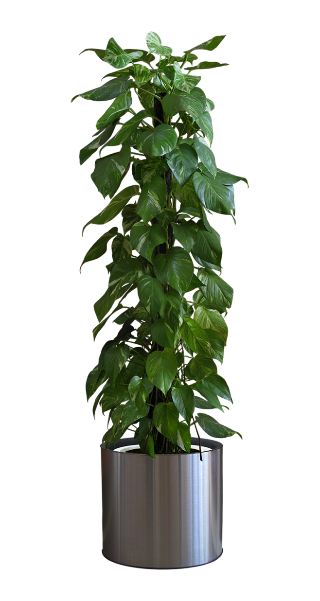 盆栽,盆景,植物png