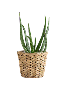 -加油!采集到植物素材
