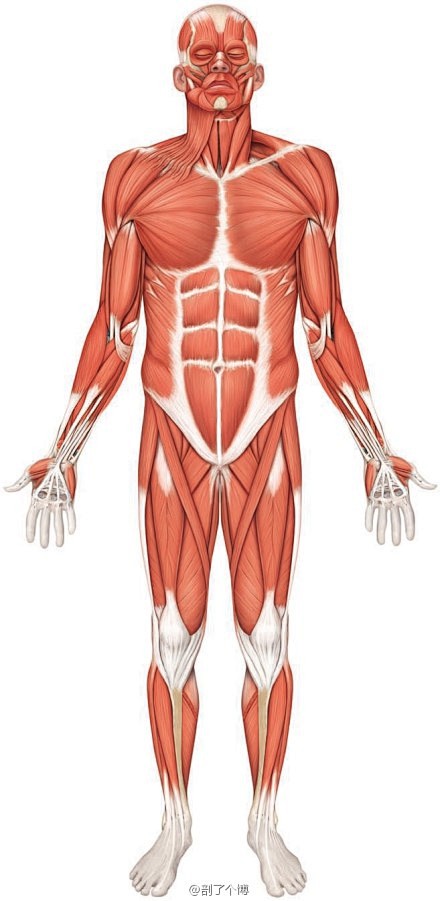 14:58:49全身骨骼肌手臂-多角度肌肉tjn1818同采自weibo