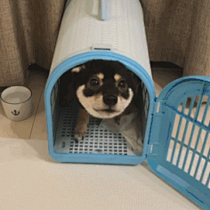 绿豆小米猪采集到Bark-柴犬