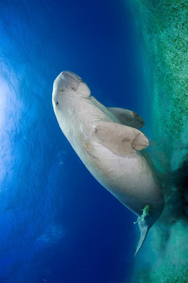 海牛目儒艮科儒艮属儒艮