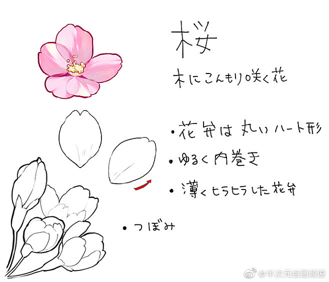 绘画参考 4种花朵 椿 乙女椿 紫阳花 樱花 的画法 来自绘师珠樹みつね Twi Tamaki Mitune 的分享