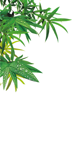 无e不设采集到植物