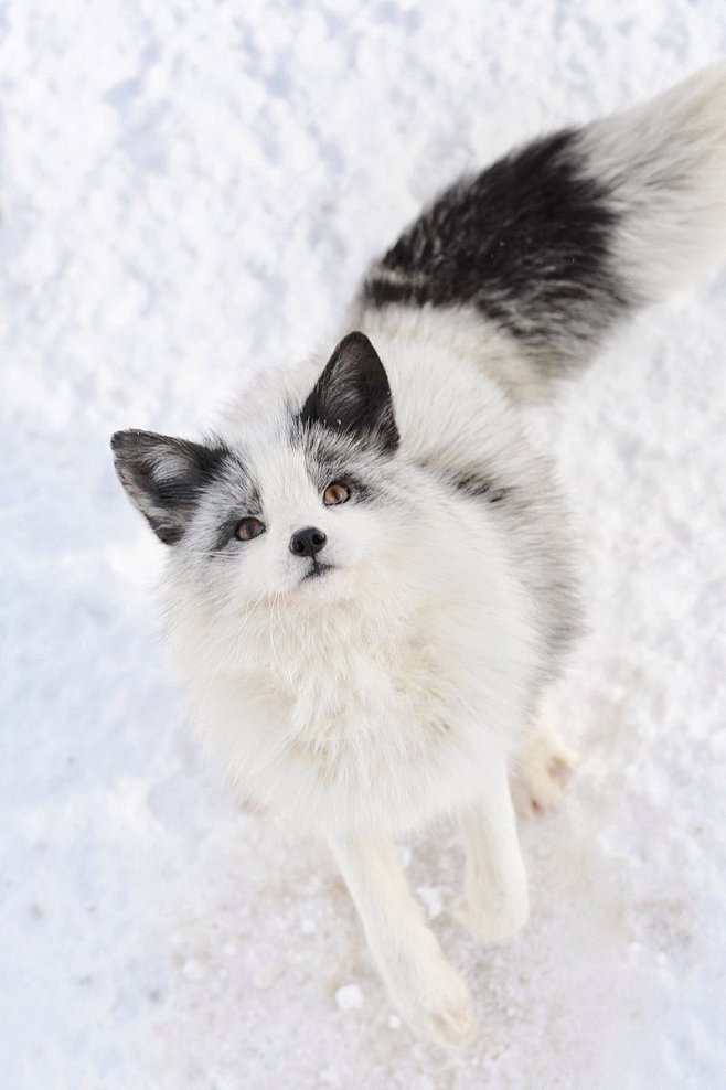 叫大理石都是变色赤狐如果说铂金是狐狸中的布偶浅铂金看着像柯基配色