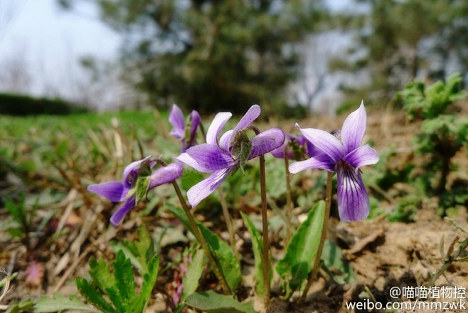 早开堇菜violaprionantha这种蓝紫色的小花带有一个长长的尾巴仔细看