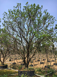 植物名称 常绿乔木 花瓣网 陪你做生活的设计师 丛生香柚 4