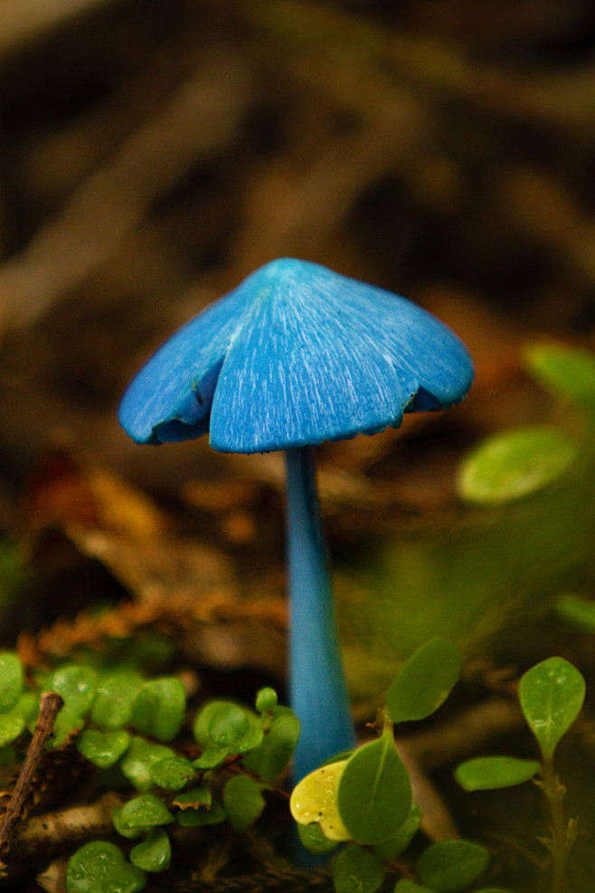 这种蘑菇的菌盖最大约5厘米,但菌柄很细,只有约5毫