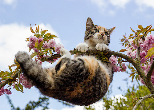 猫枝折花落图片