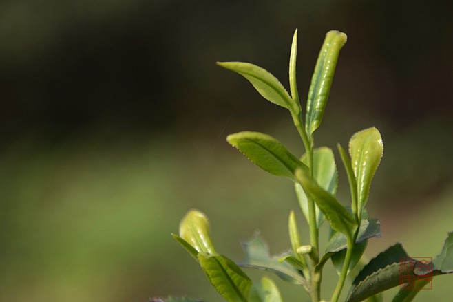 茶葉嫩芽春茶三江春茶嫩葉