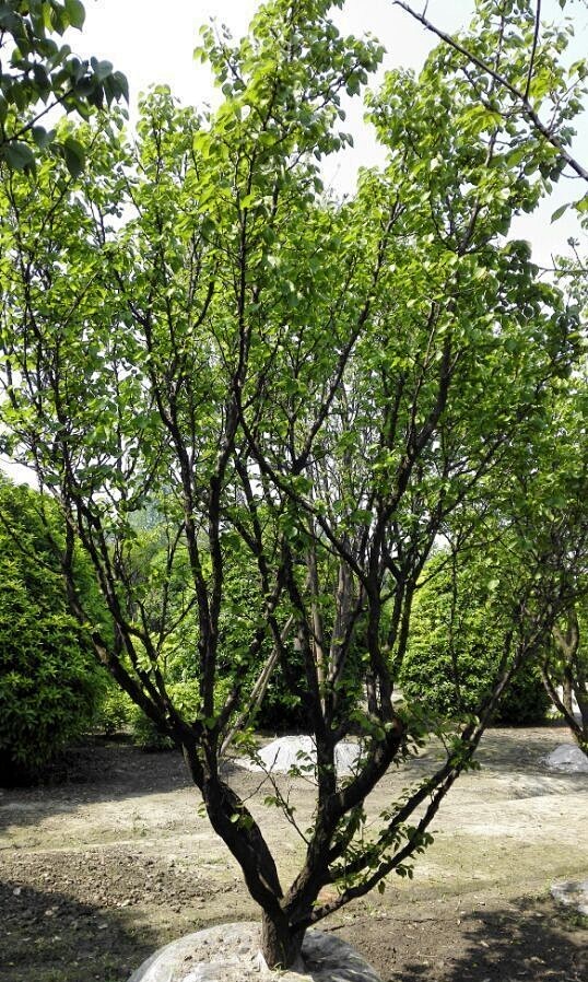 山杏