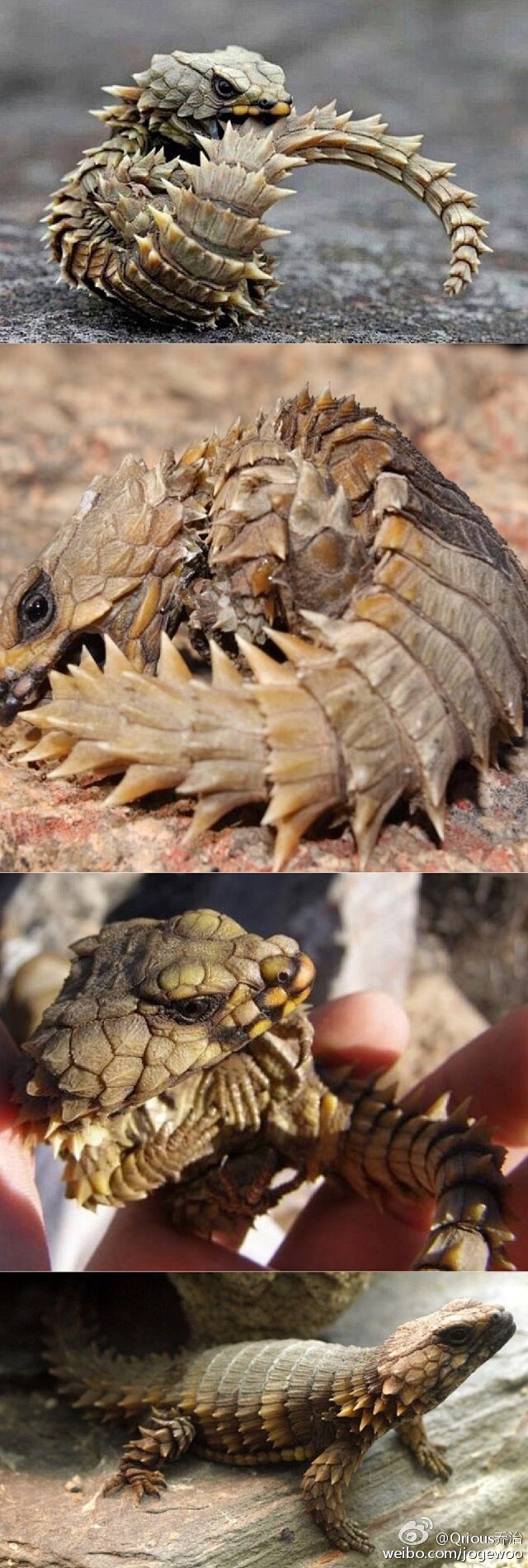 armadillogirdledlizard南非犰狳蜥animaldragon现实中的迷你龙咬着