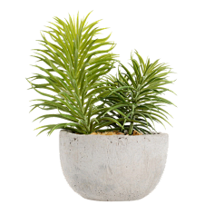 青红造了个白`采集到植物-花