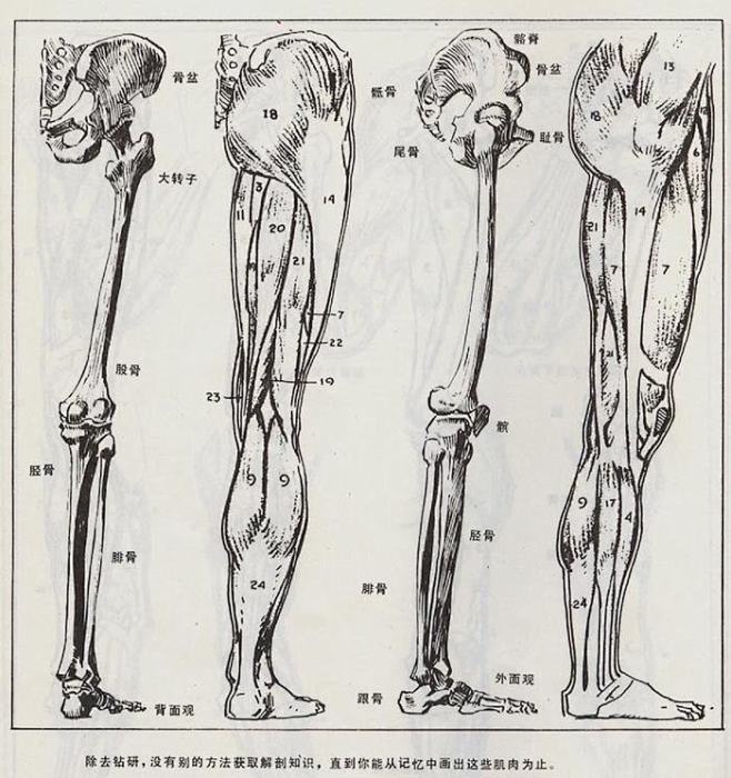 腿部组织结构图图片