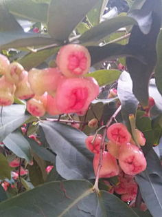 忘川漪涟采集到我拍摄的花花草草