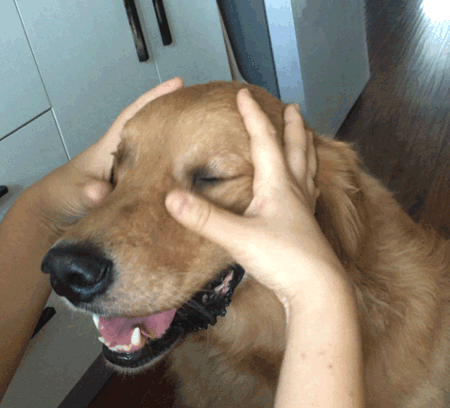 450_408gif 动态图 动图