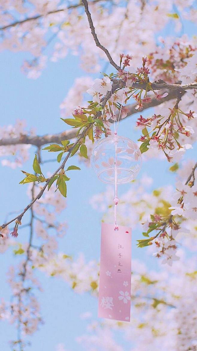 河小狸-HL采集到日本