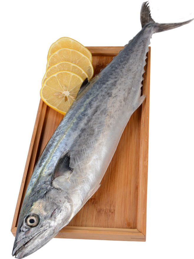 青岛沙子口特色海捕大鲅鱼新鲜海鱼大马鲛鱼鲜活鲅鱼每条500g淘宝网