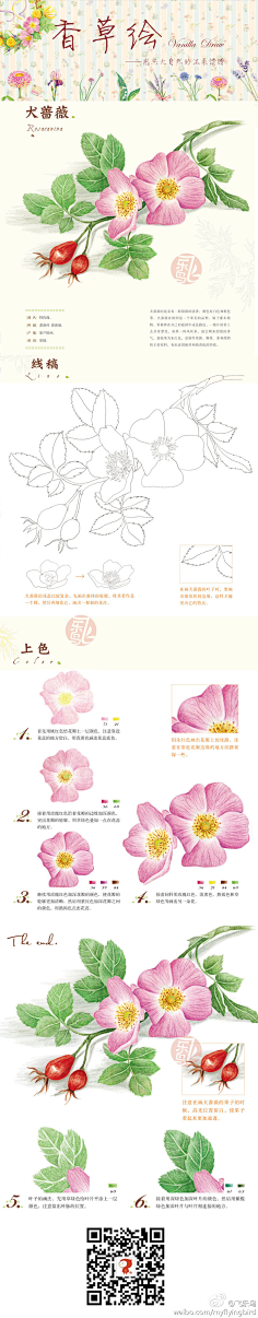 大猩猩-X采集到花儿