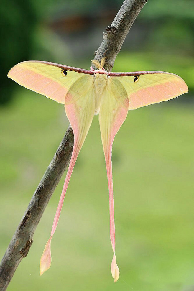 鳞翅目天蚕蛾科天蚕蛾