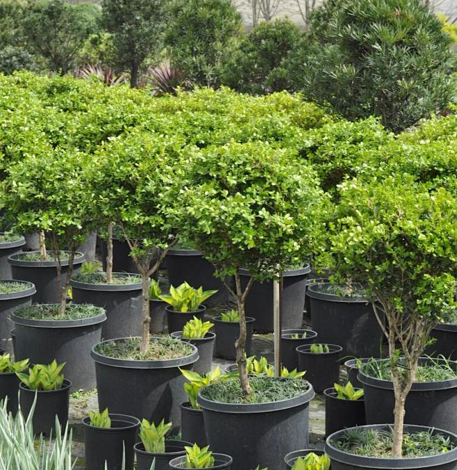 豆瓣黄杨棒棒糖