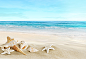 沙滩上的贝壳高清摄影图片 - 素材中国16素材网