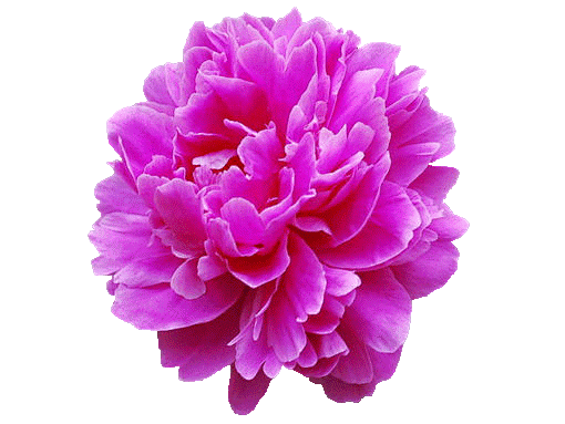 可用于flash的免抠图片素材花朵类105个