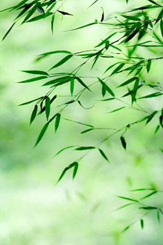 简单是福采集到简单是福