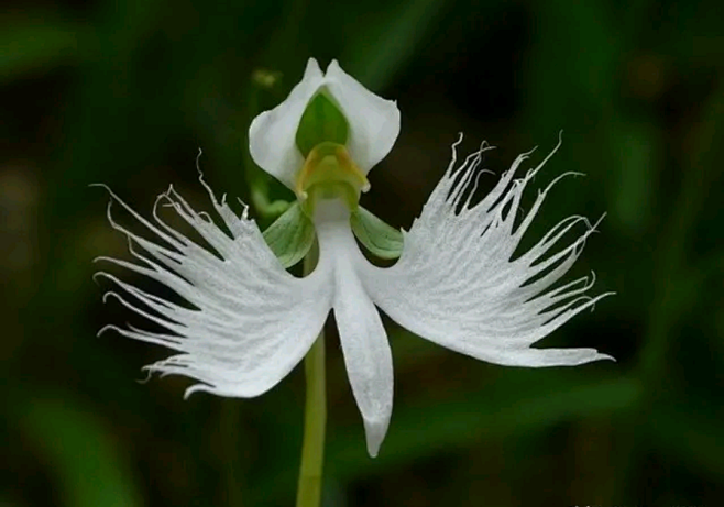 鹭鸶草又名白鹭兰