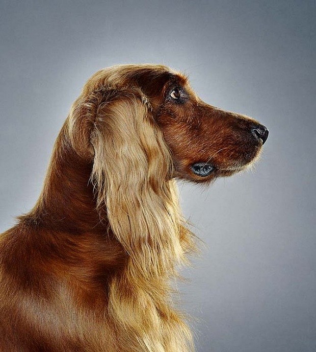 格林伯格(jill greenberg曾为《时 - 图喜欢-image.cn