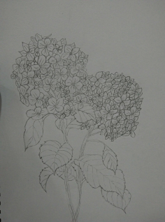 素描花類-花瓣網|陪你做生活的設計師 | 來自相冊