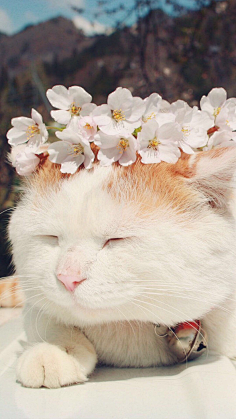图饭sir采集到【动物~猫咪鹿手机壁纸】