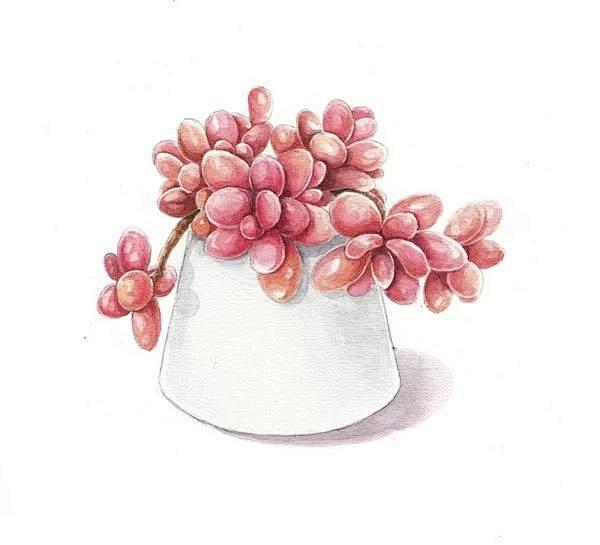 彩铅,手绘,多肉植物,彩铅教程,水溶性彩铅…